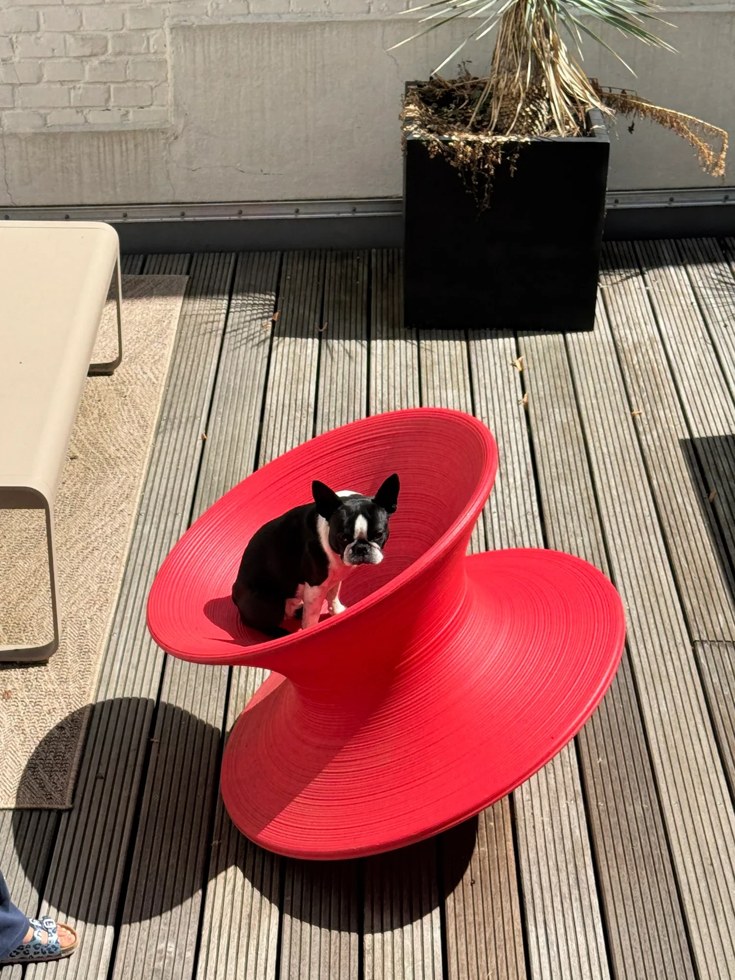 Ein kleiner Hund in einem roten Drehsessel auf einer Holzterrasse